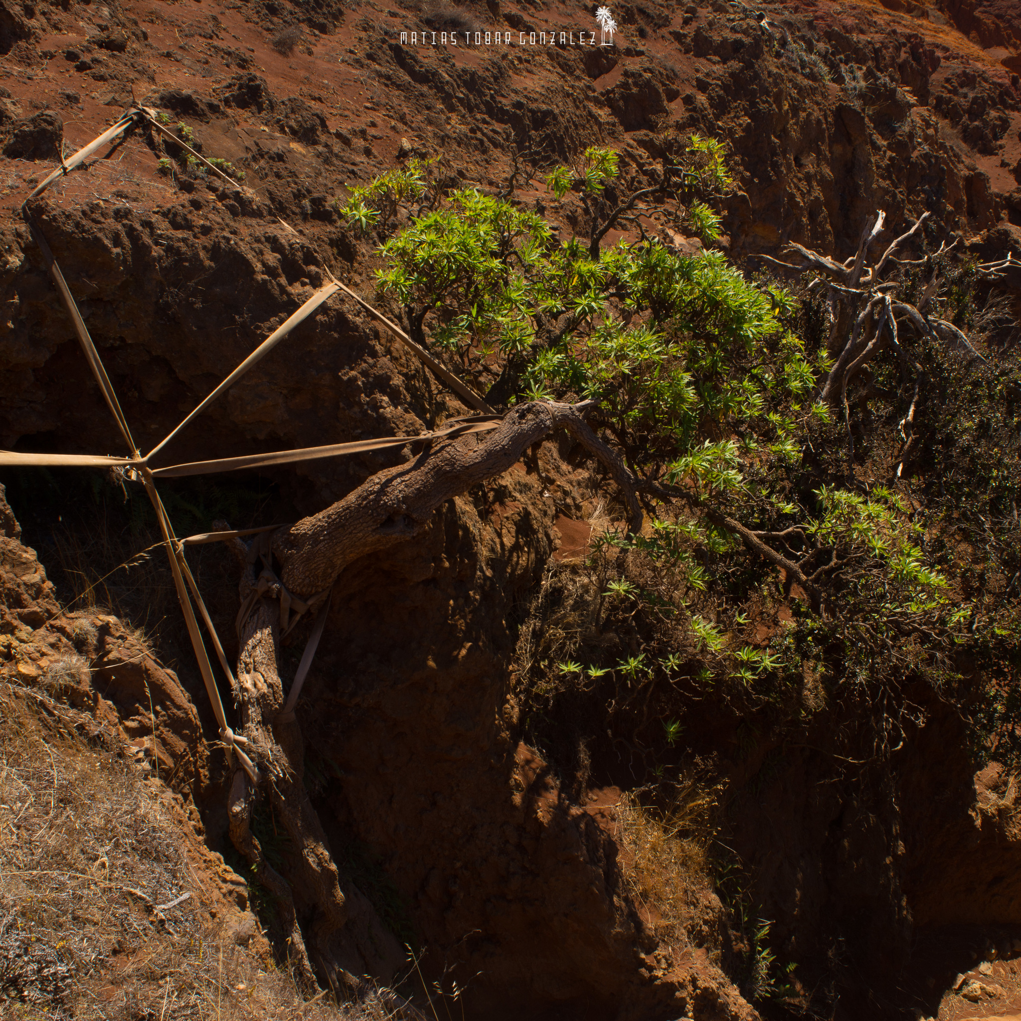 The last known wild Dendroseris neriifolia growing on a cliff on Robinson Crusoe Island, Chile.