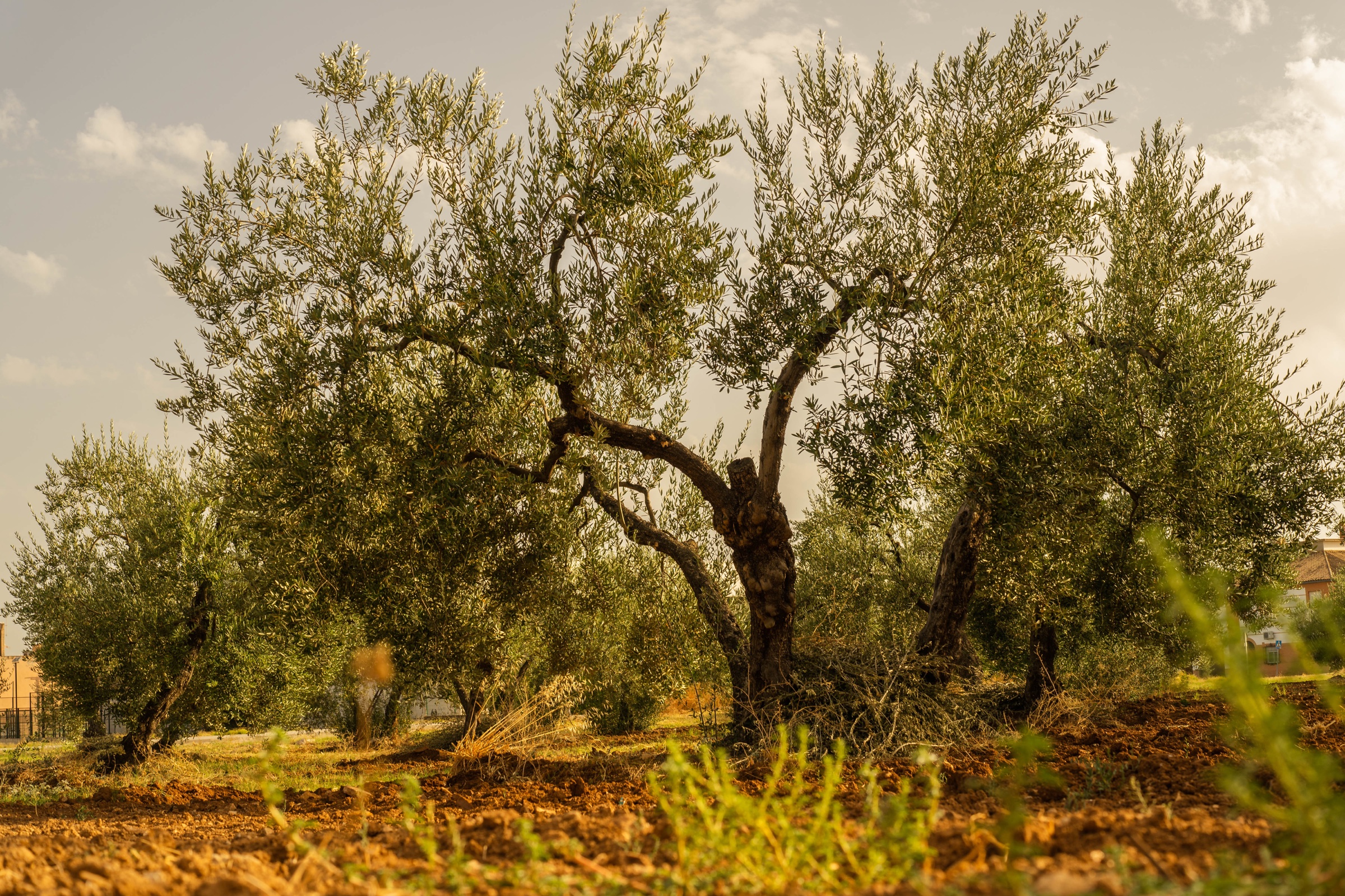 Mature olive trees with broad, gnarled trunks growing in a dry orchard.