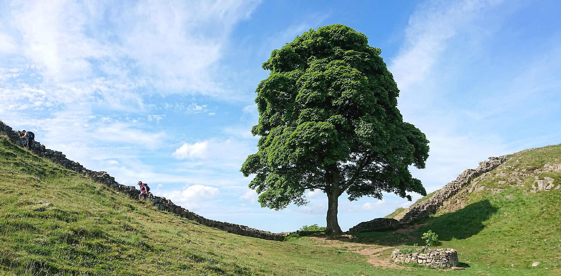 The Sycamore Gap tree beside Hadrian’s Wall before it was felled