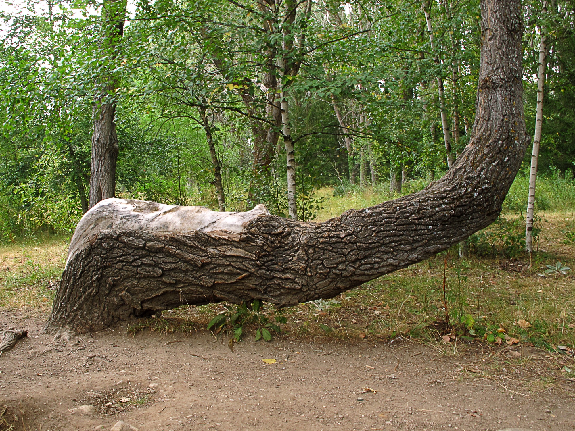 A mature tree in a woodland bends almost horizontally before its trunk curves sharply upward